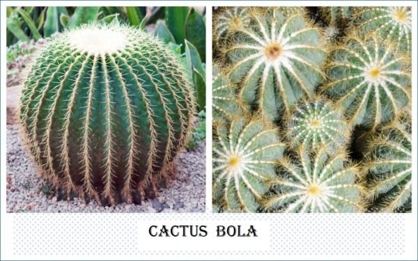 Cactus Bola ( parodia magnifica)