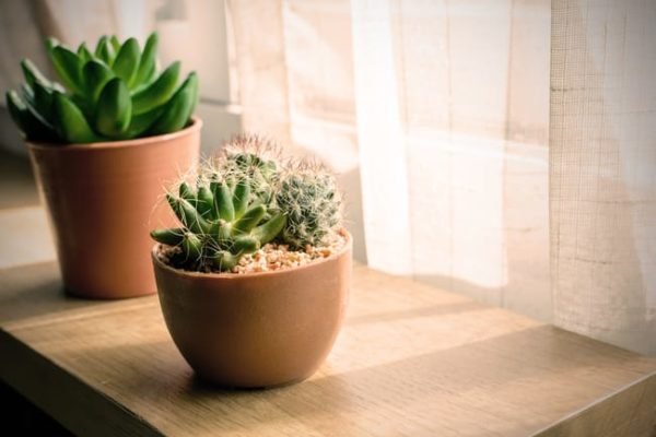 Cómo cuidar a las plantas suculentas de interior