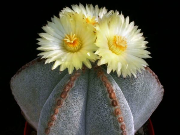 Las mejores variedades de cactus para cultivar en interiores