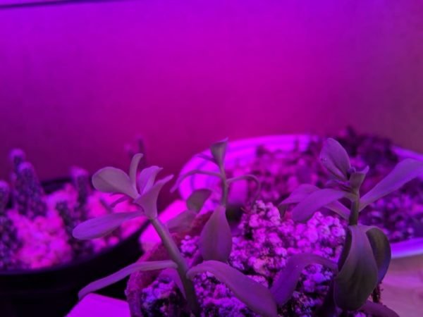 Luces para cultivar suculentas