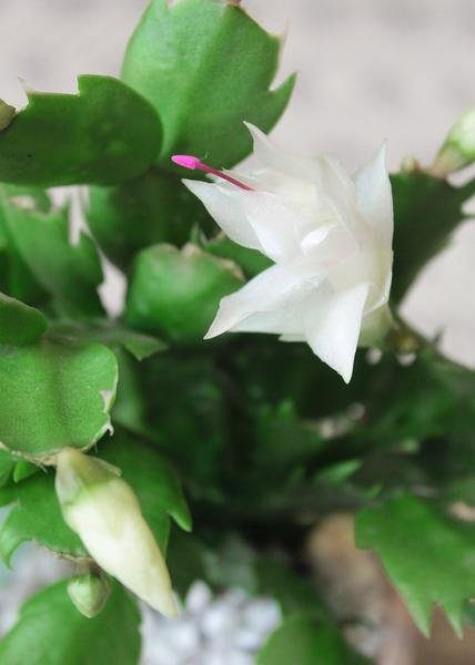 Cactus Navideño con Flores Blancas   