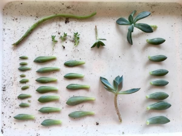 Cómo reproducir la planta suculenta Echeveria