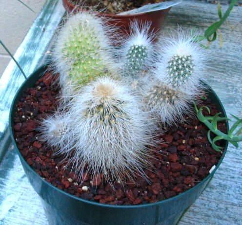 cactus anciana