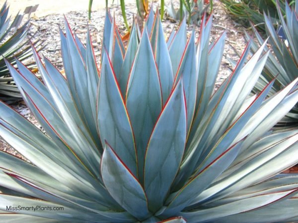 what are the medicinal succulent plants