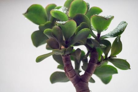 Cuidado de las plantas de jade: p{ajaro azul