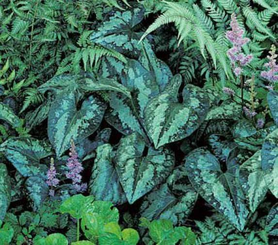 El jengibre silvestre, o Asarum, es una planta conocida por su follaje distintivo