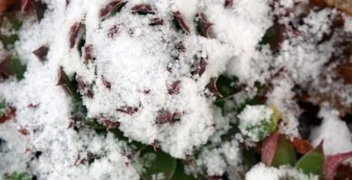 Planta suculenta sumergida por la nieve