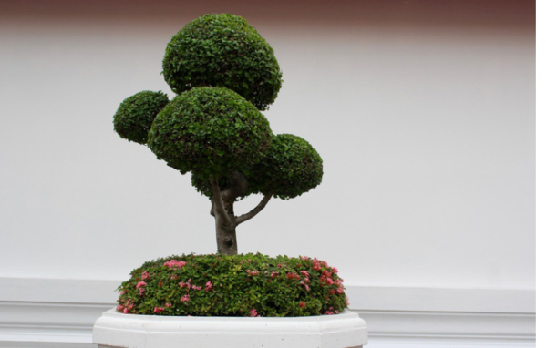 cultivo bonsai