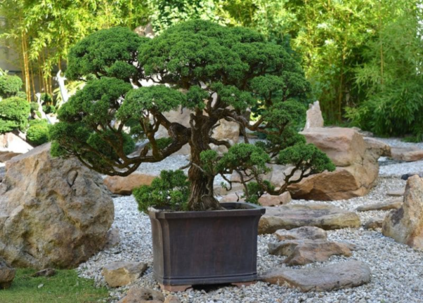 Tipos populares de árboles bonsái que puedes cultivar