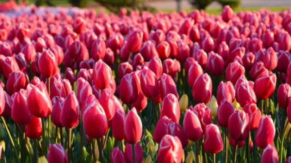 Cómo cuidar  tulipanes 