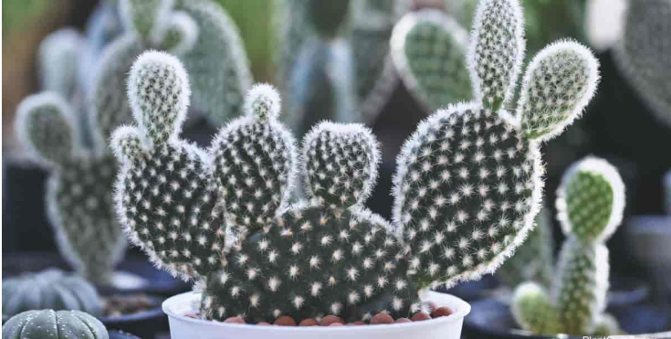Cactus orejas de conejo