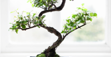bonsai cultivo y cuidado