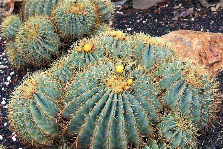 Ferocactus Glaucescens 'Cactus barril azul'