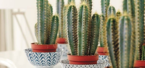 Cactus suculentas