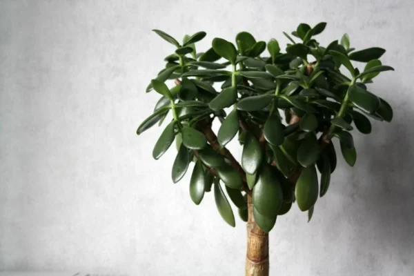 ¿Qué es la planta jade macho?